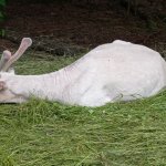 phoca_thumb_m_2. den vp 11 Fotogalerie
